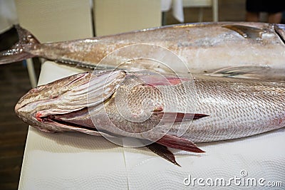 Two big fresh raw fish Corvina and Greater Amberjack on table Stock Photo