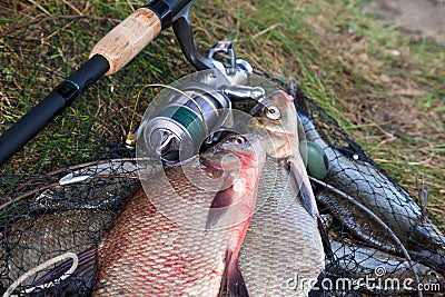 Two big freshwater common bream fish and fishing rod with reel on landing net Stock Photo