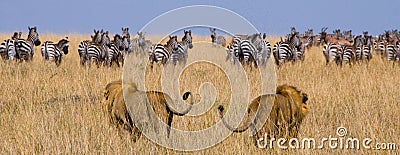 Two big male lions on the hunt. National Park. Kenya. Tanzania. Masai Mara. Serengeti. Cartoon Illustration