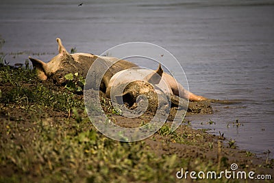 Two big pigsswines lying dirty in the mud. Stock Photo