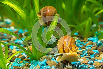 Two big snails in the aquarium Ampularia Stock Photo