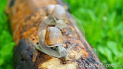 Two big snails Stock Photo