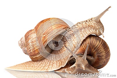 two big snails posing Stock Photo