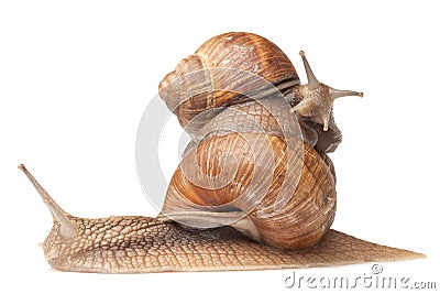 Two big snails posing Stock Photo