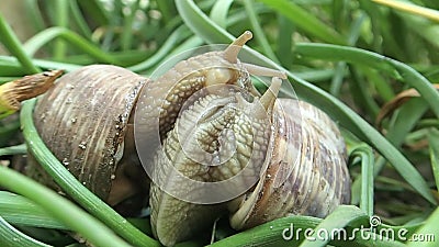 Two Snails Mating in Garden Stock Footage - Video of garden, vegetation