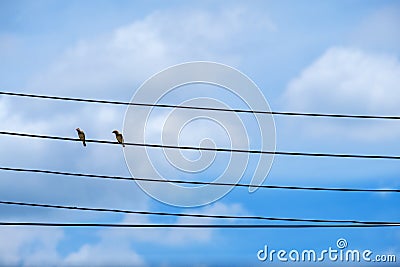 Two bird on cable electric line. bird dove standing perched on Stock Photo