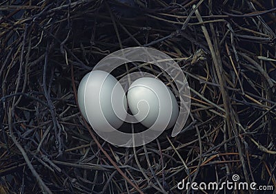 Two bird eggs in hatching nest Stock Photo