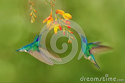 Two bird with orange flower. Green hummingbirds Green Violet-ear, Colibri thalassinus, flying next to beautiful yellow flower, Sav Stock Photo