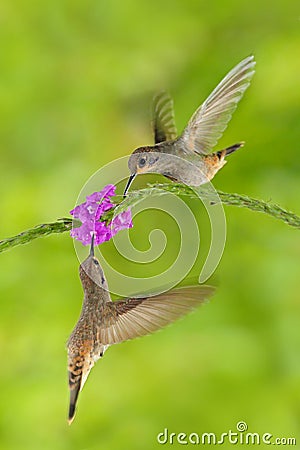 Two bird with pink flower. Hummingbird Brown Violet-ear, Colibri delphinae, bird flying next to beautiful violet bloom, nice flowe Stock Photo