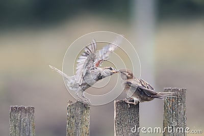 Two bird sparrows on an old wooden fence Stock Photo