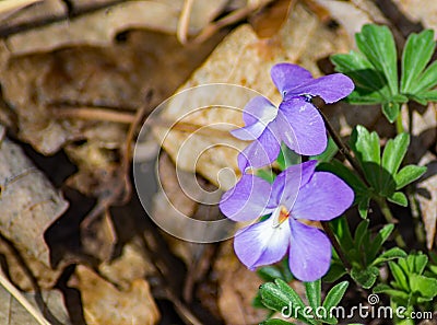 Two Birdfoot Violet Wildflowers, Viola pedata Stock Photo