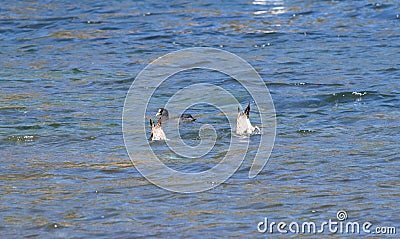 Two birds adventurously diving and hunt fishing in water Stock Photo