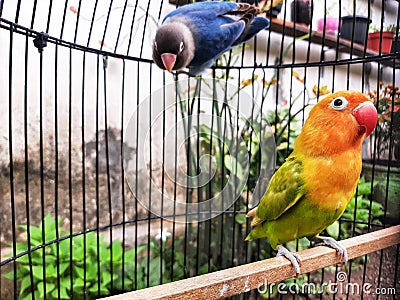 two birds in a cage Stock Photo