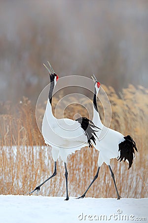 Two birds. Dancing pair of Red-crowned crane with open wing in flight, with snow storm, Hokkaido, Japan. Bird in fly, winter scene Stock Photo