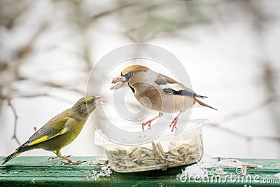 Two birds fighting over sunflower seeds Stock Photo