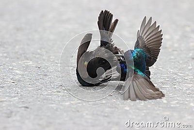 Two birds fighting in the street Stock Photo