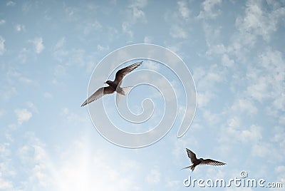 Two Birds are flying in the light blue sky reaching for the sun Stock Photo