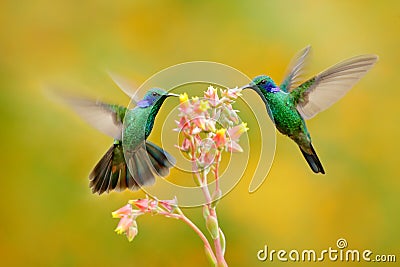 Two birds with orange flower. Hummingbirds Green Violet-ear, Colibri thalassinus, flying next to beautiful yellow flower, Savegre, Stock Photo
