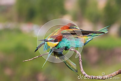 two birds of paradise merged on a branch Stock Photo