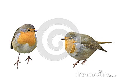 Two birds Robins in different poses Stock Photo