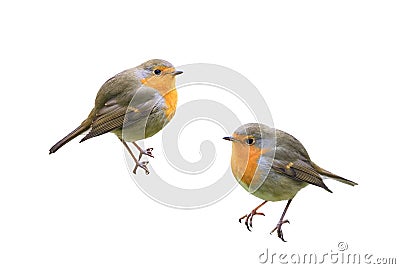 Two birds Robins on a white isolated background Stock Photo