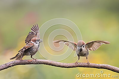 Two birds Sparrow waving feathers and wings on a branch Stock Photo