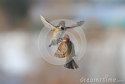 Two birds sparrows flying in the air Stock Photo