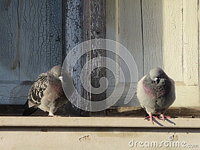 pigeons Stock Photo