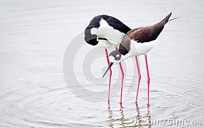 Two birds wading Black Winged Stilts. jpg Stock Photo