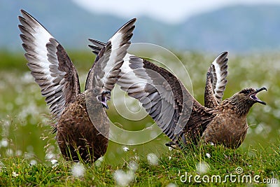 Two birds in white cotton grass habitat with lift up open wings. Brown skua, Catharacta antarctica, water bird sitting in the Stock Photo