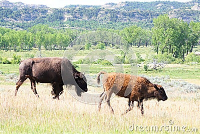 Two Bison Stock Photo