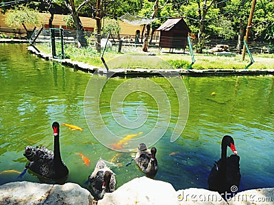 Family of swans Stock Photo