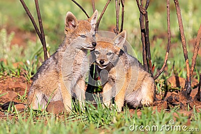 Two Black Backed Jackal puppies play in short green grass to develop skills Stock Photo