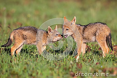 Two Black Backed Jackal puppies play in short green grass to develop skills Stock Photo
