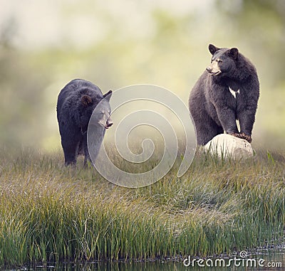 Two Black bears near water Stock Photo