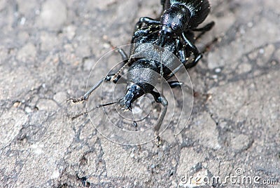 Two black beetles the one on the another on the road in forest in Mythen Stock Photo