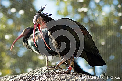 Two black birds Stock Photo