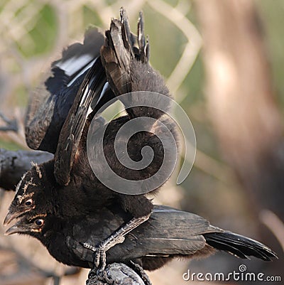 Two Black Birds Playing Stock Photo