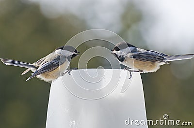 Two Black-capped Chickadees (Poecile atricapillus) talking Stock Photo