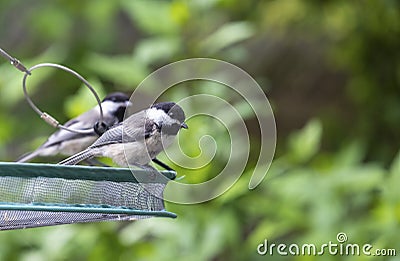 Two Black Capped Chickadees Sitting on a Feeding Tray Stock Photo