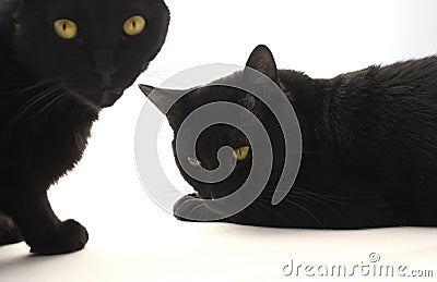 Two black cats Stock Photo