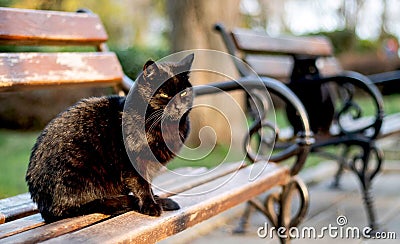 Two black cats with green eyes are sitting on park benches Stock Photo