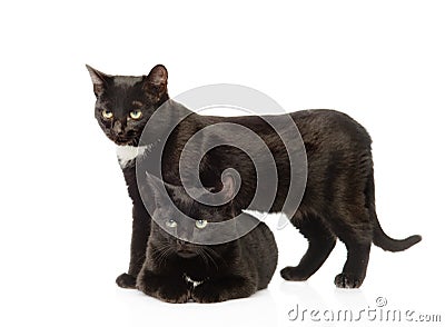 Two black cats. isolated on white background Stock Photo