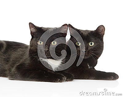 Two black cats looking at camera. isolated on white background Stock Photo