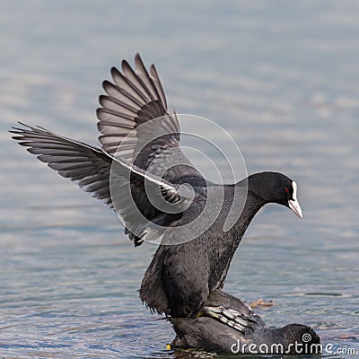 Two black coots fulica atra during copulation Stock Photo