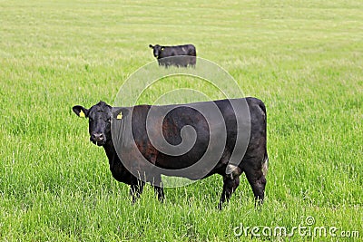 Two Black Cows on Grassy Field Mirror Image Stock Photo