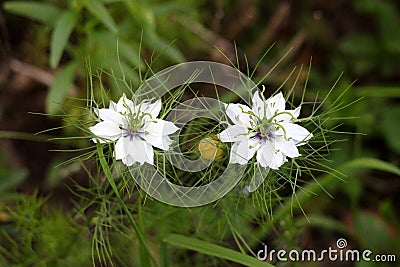 Two Black cumin or Nigella sativa annual flowering plants with unusual delicate white flowers surrounded with pointy light green Stock Photo