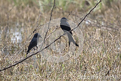 two black drongos who sit on a dry branch on a meadow Stock Photo