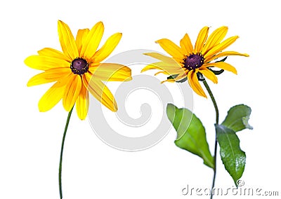 Two Black-Eyed Susan Stock Photo