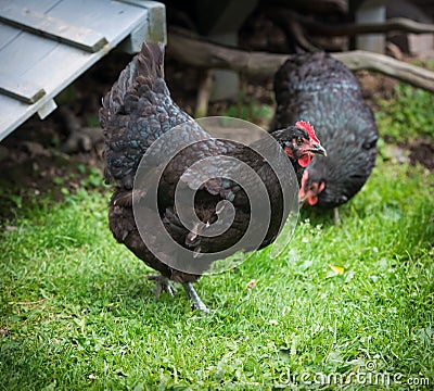 Two Black Free Range Chickens Stock Photo